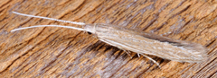 Coleophoridae