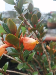Nematanthus