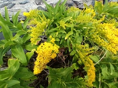 Solidago azorica