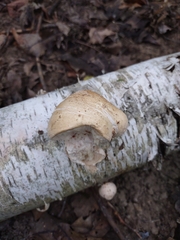 Fomitopsis betulina
