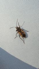 Rhyparochromus