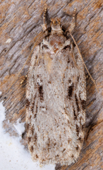 Agonopterix pulvipennella