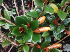 Nematanthus