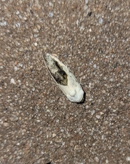 Ponometia erastrioides