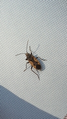 Rhyparochromus