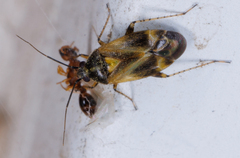 Plagiognathus obscurus