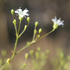 Gypsophila arrostii
