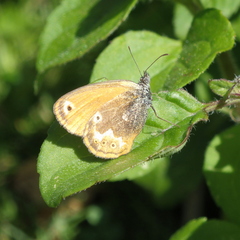 Coenonympha corinna