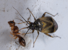 Plagiognathus obscurus