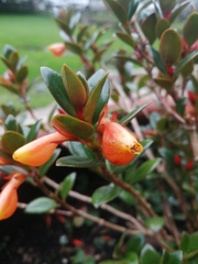 Nematanthus