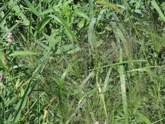 Panicum capillare