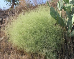 Gypsophila arrostii