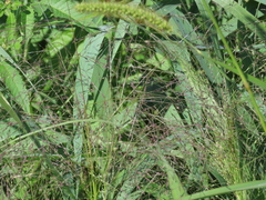 Panicum capillare