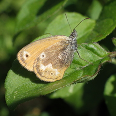 Coenonympha corinna
