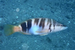Serranus scriba