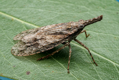 Fulgoridae