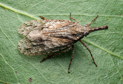 Fulgoridae