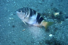 Serranus scriba