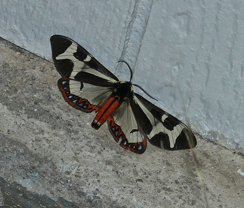 Northern Giant Flag Moth photo 2