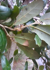 Disholcaspis quercusvirens