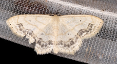 Scopula limboundata