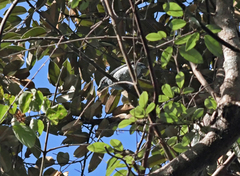 Lalage fimbriata