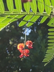 Sesbania vesicaria