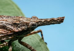 Fulgoridae