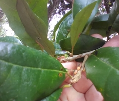 Disholcaspis quercusvirens