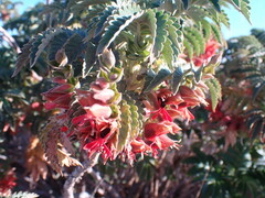 Melianthus comosus