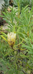 Protea repens