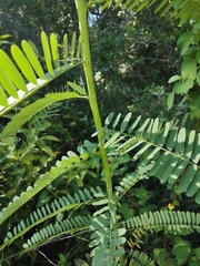 Sesbania vesicaria