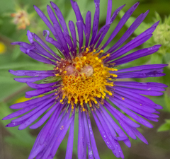 Symphyotrichum novae-angliae