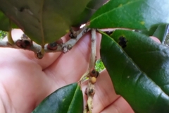 Disholcaspis quercusvirens