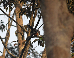 Zanclostomus javanicus