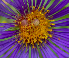 Symphyotrichum novae-angliae
