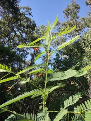 Sesbania vesicaria