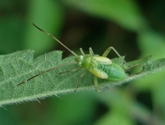 Adelphocoris quadripunctatus