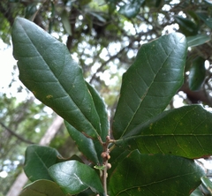 Disholcaspis quercusvirens