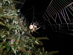 Araneus bicentenarius