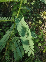 Sesbania vesicaria