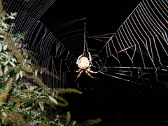 Araneus bicentenarius