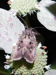 Lacinipolia renigera