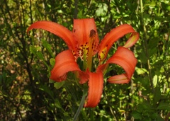 Lilium catesbaei