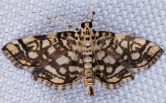 Lygropia rivulalis