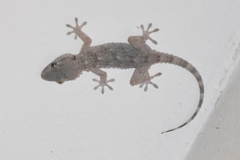 Tarentola mauritanica