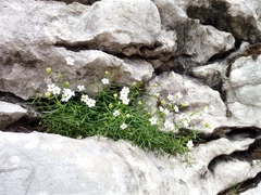 Heliosperma pusillum