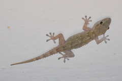 Tarentola mauritanica