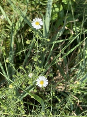 Symphyotrichum pilosum