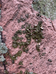 Umbilicaria muhlenbergii